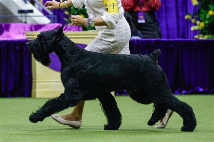Westminster 2017 Dog Show — PICS